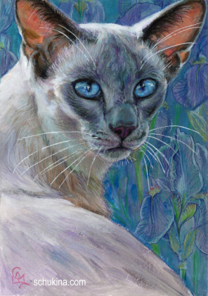 Siamese cat amidst blooming irises / 250051